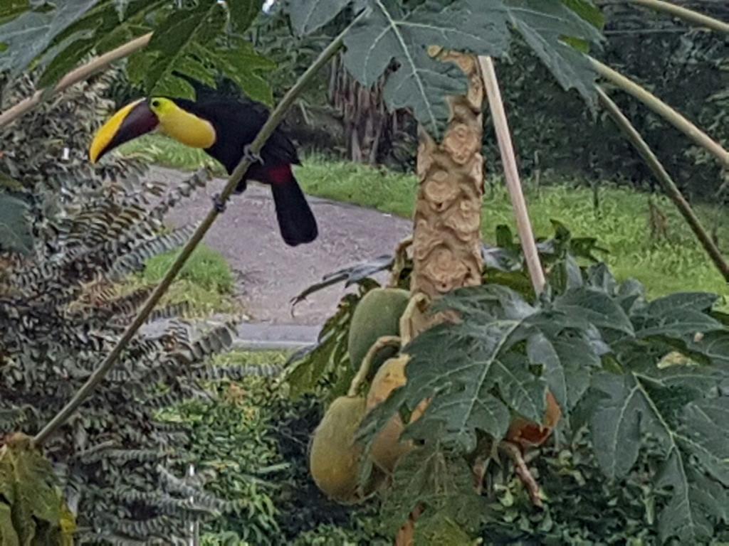 كيبوس Yellow House المظهر الخارجي الصورة